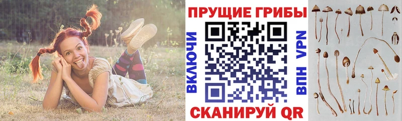 где найти наркотики  Геленджик  Галлюциногенные грибы прущие грибы 